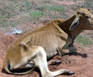 Gado é abandonado sem pastagem e rebanho pode ser sacrificado