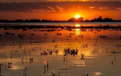 Pantanal é o bioma brasileiro com maior proporção de mata nativa preservada