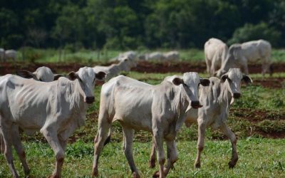 Fim da vacinação contra febre aftosa em Mato Grosso do Sul é adiado para 2022