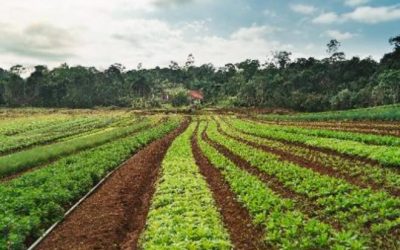 Crédito rural sobe 18% em relação ao último semestre de 2019