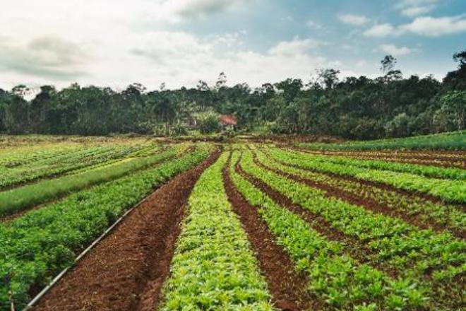 Crédito rural sobe 18% em relação ao último semestre de 2019