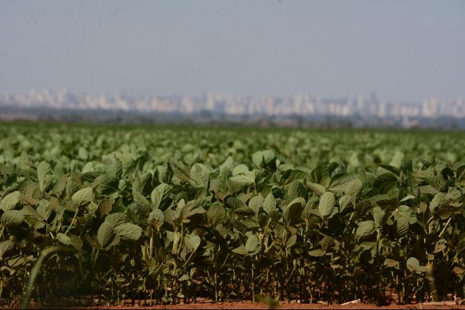 Estado pode ter supersafra de soja e chegar a 12 milhões de toneladas