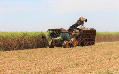 Mato Grosso do Sul bate recorde na produção de açúcar