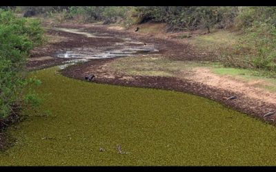 Falta de chuva deve levar governo a decretar emergência ambiental em MS