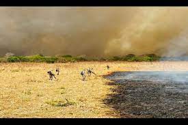 Mais 100 bombeiros foram enviados para combater incêndios no Pantanal