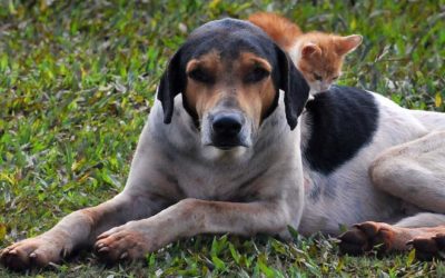 Animais de estimação representam 67% do número de habitantes do Brasil