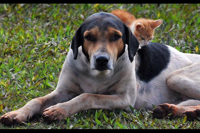 Animais de estimação representam 67% do número de habitantes do Brasil