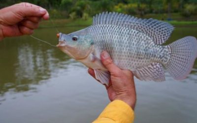 Mato Grosso do Sul é líder na exportação de tilápia no 3º trimestre