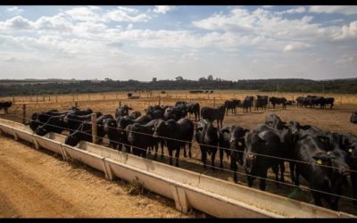 Em 2021, arroba do boi aumentou 39,41% em Mato Grosso do Sul