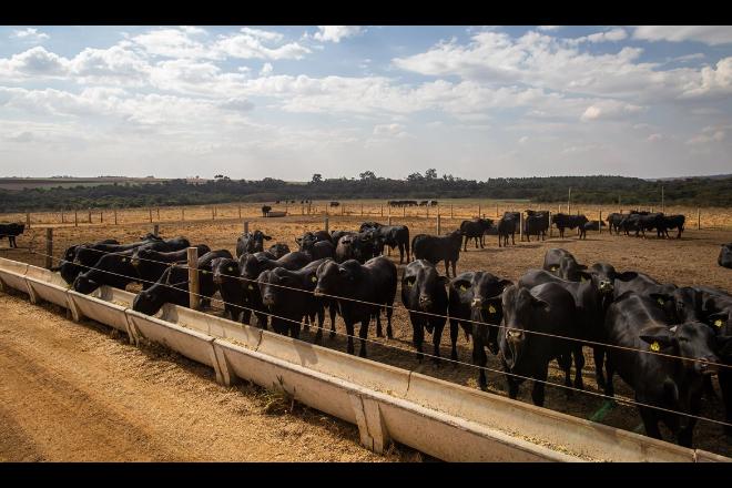 Em 2021, arroba do boi aumentou 39,41% em Mato Grosso do Sul