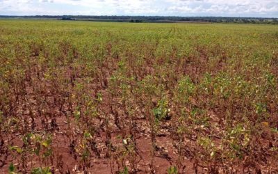 Estiagem faz produtividade cair para 53,69 sacas por hectare nas lavouras de Mato Grosso do Sul