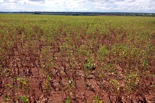 Estiagem faz produtividade cair para 53,69 sacas por hectare nas lavouras de Mato Grosso do Sul