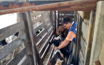 Mato Grosso do Sul atingiu marca de 99,62% de vacinação contra febre aftosa