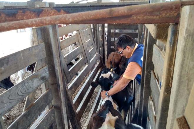 Mato Grosso do Sul atingiu marca de 99,62% de vacinação contra febre aftosa