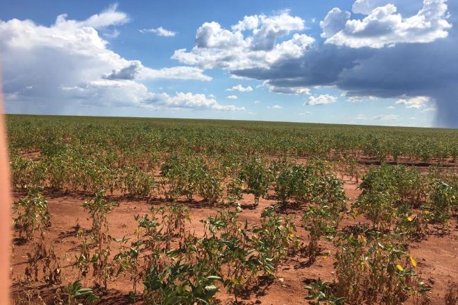 Perda de soja chega a um milhão de toneladas; produtores terão ajuda do governo