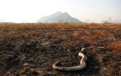 Pantanal ainda sofre com escassez e pode ter cheia comprometida novamente