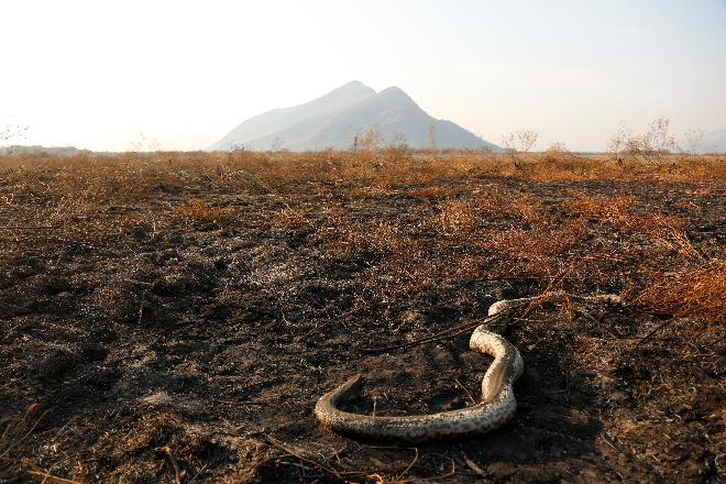 Pantanal ainda sofre com escassez e pode ter cheia comprometida novamente