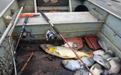 Piracema: apreensão de pescado tem queda de 64% em um ano