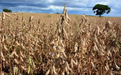 Commodities disparam e alimentos devem ficar mais caros