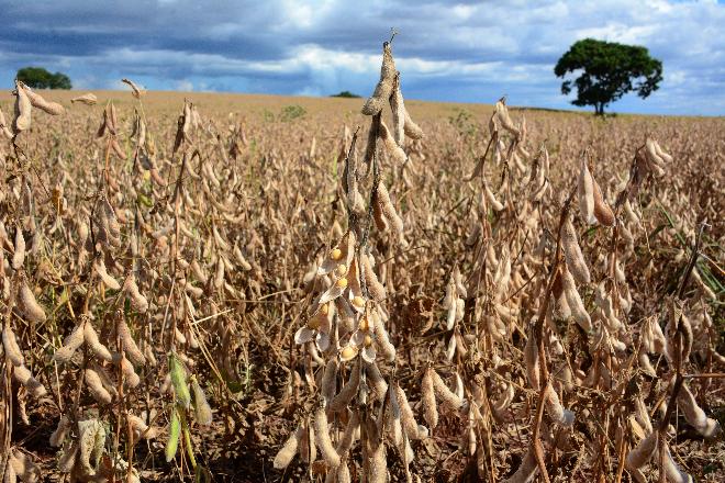 Commodities disparam e alimentos devem ficar mais caros