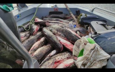 Piracema: Fiscalização durante Semana Santa apreende 177 kg de pescado ilegal