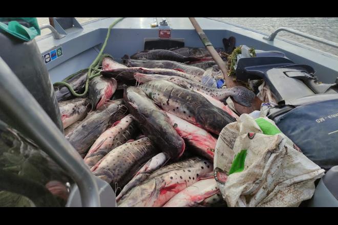 Piracema: Fiscalização durante Semana Santa apreende 177 kg de pescado ilegal