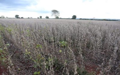 Mato Grosso do Sul fatura mais de US$ 890 milhões em exportação de soja