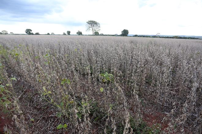 Mato Grosso do Sul fatura mais de US$ 890 milhões em exportação de soja