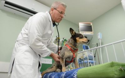 Guerra e pandemia afetam a saúde dos pets