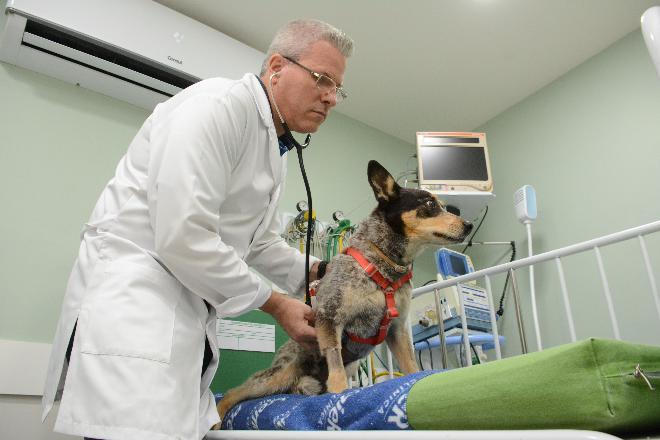 Guerra e pandemia afetam a saúde dos pets