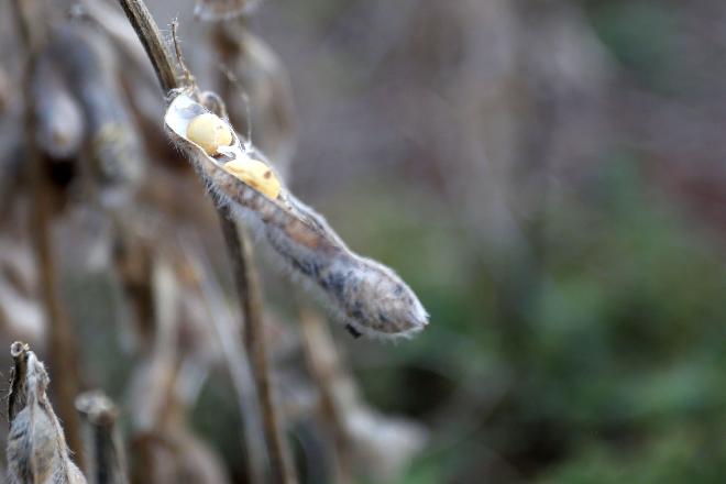 Faturamento com exportações do agronegócio registram recorde no primeiro semestre deste ano