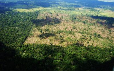 Amazônia tem, de novo, mais de 8 mil km² de florestas derrubadas pelo desmatamento