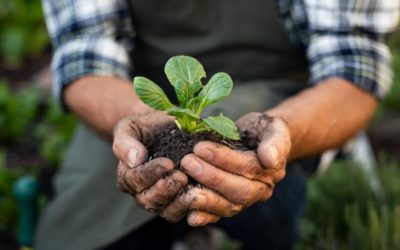 MS se destaca por pioneirismo em agropecuária mais sustentável