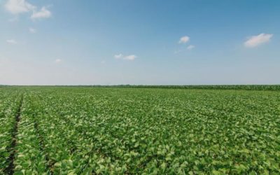 Valor Bruto da Produção Agropecuária de Mato Grosso do Sul chega a R$ 73, 4 bilhões