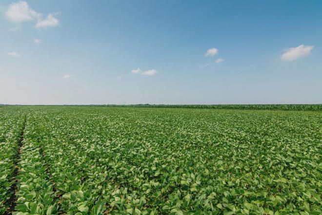 Valor Bruto da Produção Agropecuária de Mato Grosso do Sul chega a R$ 73, 4 bilhões