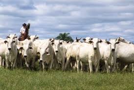 Estratégia de frigoríficos expõe guerra na cadeia produtiva e carne cara