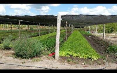 Mercado de orgânicos esbarra em obstáculos para crescer no Estado