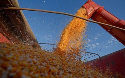 Produtores do norte de Mato Grosso do Sul colheram 100% da área cultivada com milho