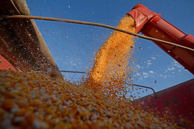 Produtores do norte de Mato Grosso do Sul colheram 100% da área cultivada com milho