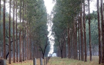 Área de florestas plantadas no Estado triplicou em uma década