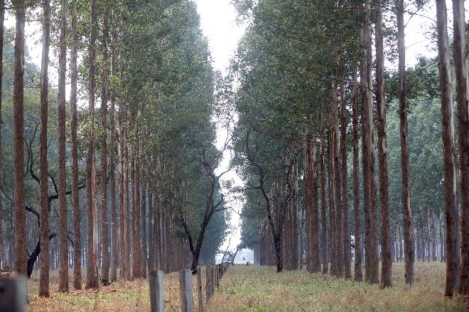 Área de florestas plantadas no Estado triplicou em uma década