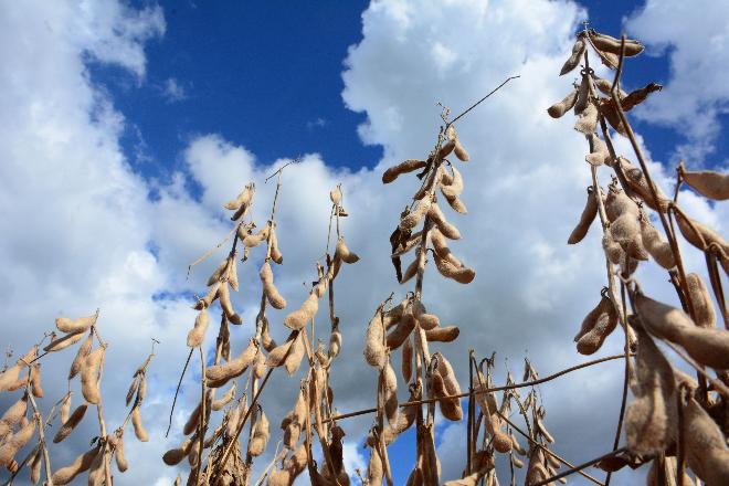 Centro-Oeste tem destaque na produção agrícola de 2021