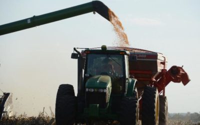 Com 96 sacas por hectare, produção de milho se confirma como segunda melhor