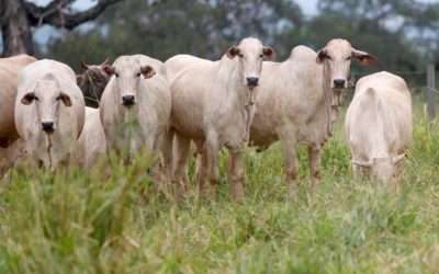 Rebanho bovino cresce pelo 3º ano consecutivo e cidade de MS tem o 2º maior do País