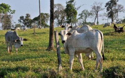 Margem apertada afasta produtor e reduz confinamento de bovinos