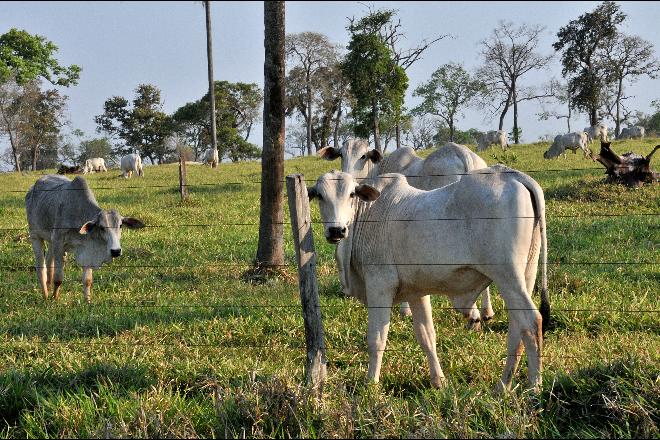 Margem apertada afasta produtor e reduz confinamento de bovinos