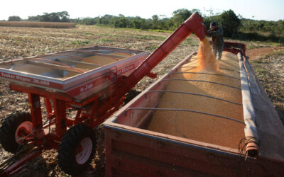 Produtividade do milho em MS sobe de 78 para 96 sacas por hectare