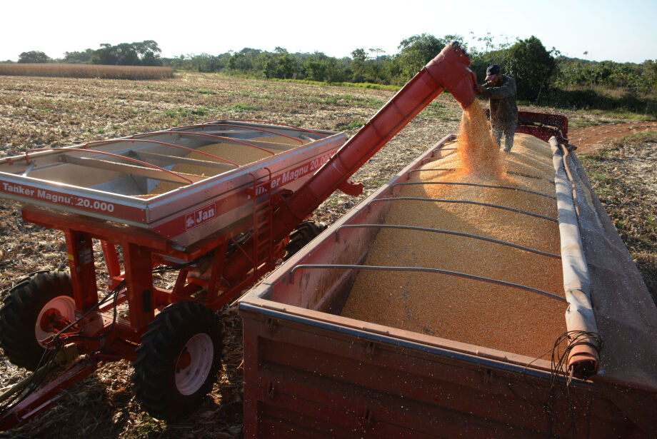 Produtividade do milho em MS sobe de 78 para 96 sacas por hectare