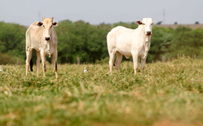 Exportações de carne crescem 27% em MS