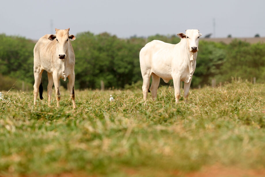 Exportações de carne crescem 27% em MS